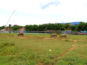 A Vietnamese Countryside
