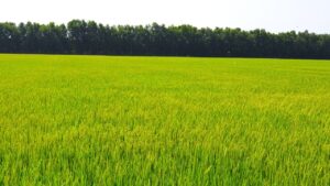 A Vietnamese Landscape